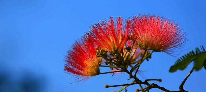 养殖合欢花常见虫害及防治方法（合欢花虫害防治，助力合欢花生长）