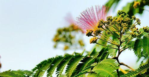 养殖合欢花常见虫害及防治方法（合欢花虫害防治，助力合欢花生长）