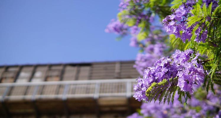 蓝花楹的种植方法（打造美丽园林，从蓝花楹开始）