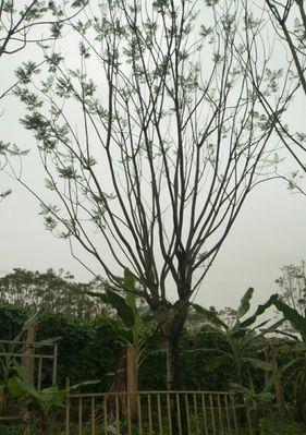 蓝花楹的种植方法（打造美丽园林，从蓝花楹开始）
