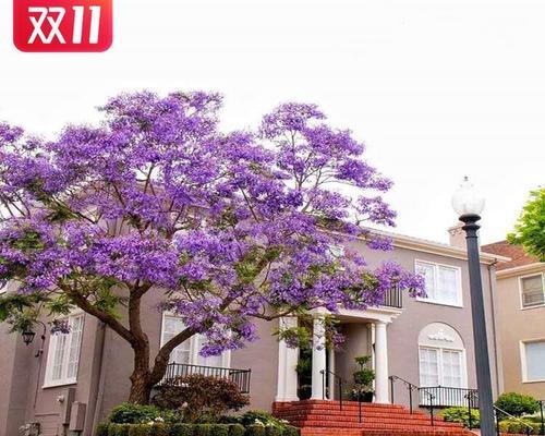 蓝花楹的种植方法（打造美丽园林，从蓝花楹开始）