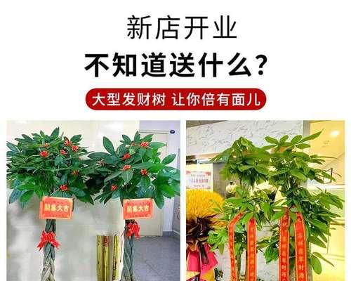 招财树与发财树——哪一个更适合您？（一起来了解招财树和发财树的区别，挑选一棵您喜欢的吧！）