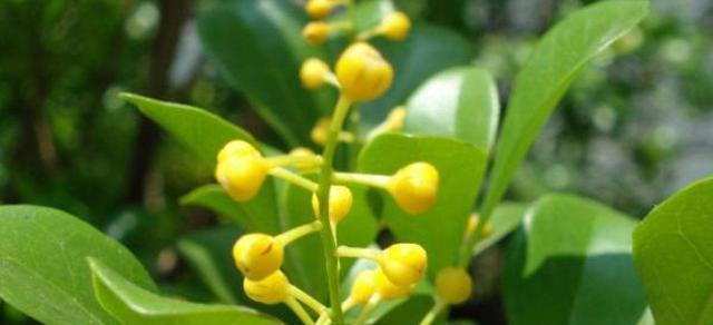 米兰花繁殖方法和注意事项（如何成功繁殖美丽的米兰花？）