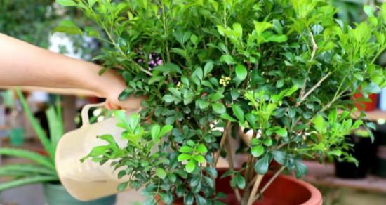 米兰花繁殖方法和注意事项（如何成功繁殖美丽的米兰花？）