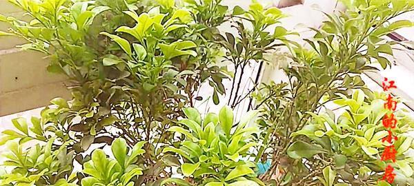 米兰花繁殖方法和注意事项（如何成功繁殖美丽的米兰花？）