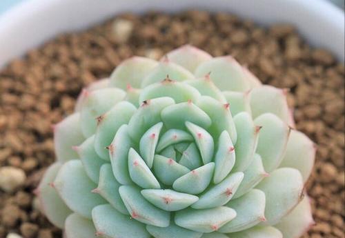 快乐养多肉植物的秘诀（多肉植物养护全攻略，轻松养出美丽多肉）