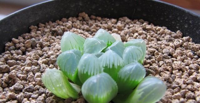 快乐养多肉植物的秘诀（多肉植物养护全攻略，轻松养出美丽多肉）