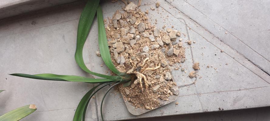 君子兰土的最佳配方比例（打造健康茁壮的君子兰，从土开始）