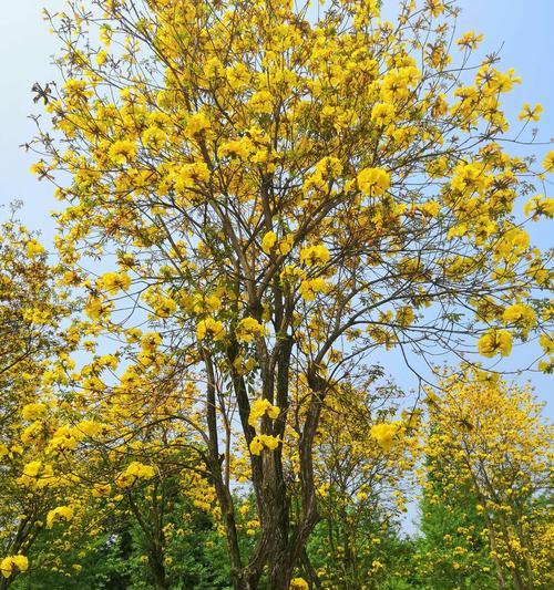黄花铃木花的五彩斑斓（一朵花，多种颜色，颜值爆表；铃木花，多彩生命，独具魅力。）