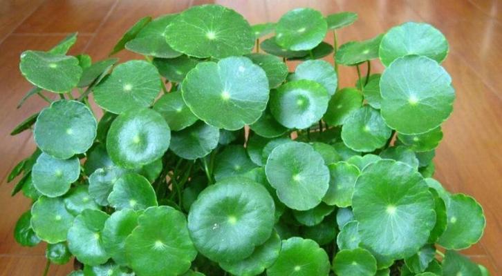 铜钱草焦边问题的原因及应对措施（探究铜钱草叶子焦边的成因及应对方法，保护植物健康生长）