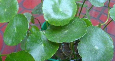 铜钱草焦边问题的原因及应对措施（探究铜钱草叶子焦边的成因及应对方法，保护植物健康生长）