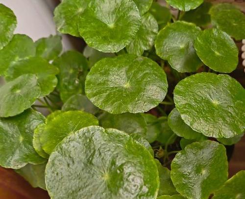 铜钱草焦边问题的原因及应对措施（探究铜钱草叶子焦边的成因及应对方法，保护植物健康生长）