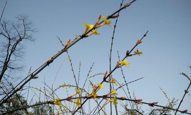 揭秘迎春花花瓣的形状之谜（探寻迎春花花瓣形态变化的奥秘）