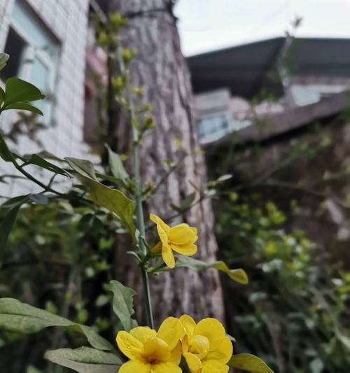 揭秘迎春花花瓣的形状之谜（探寻迎春花花瓣形态变化的奥秘）
