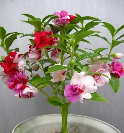 如何种植和护理凤仙花？（凤仙花的种植时间和方法）