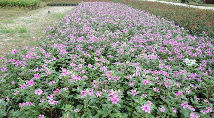 如何正确养护蔓长春花（打造美丽的园林景观，从养殖蔓长春花开始）