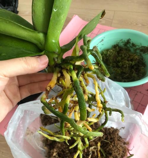 蝴蝶兰换盆技巧（如何为蝴蝶兰换盆？换盆时需要注意哪些事项？）