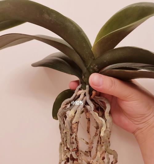 蝴蝶兰换盆技巧（如何为蝴蝶兰换盆？换盆时需要注意哪些事项？）