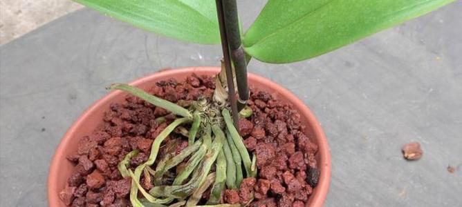 蝴蝶兰换盆技巧（如何为蝴蝶兰换盆？换盆时需要注意哪些事项？）