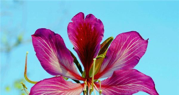 紫荆树的象征意义（探寻紫荆树在文化中的价值）