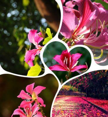 紫荆树的象征意义（探寻紫荆树在文化中的价值）