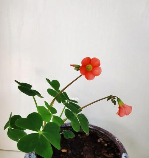 从小白到达人，轻松掌握醡浆草的盆栽技巧（打造舒适的家居环境，让醡浆草成为你的良伴）