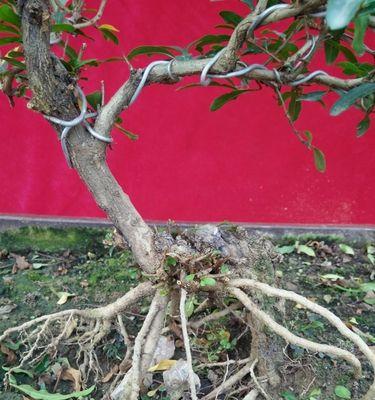 石榴核盆栽种植技巧（打造居家精品果园，成功种出自己的石榴树）