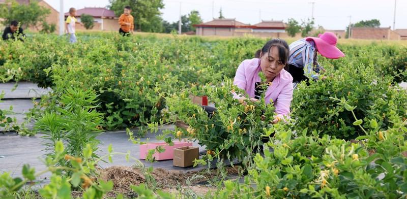 养殖金银花烂根处理方法（金银花烂根怎么办？解决方法大揭秘）