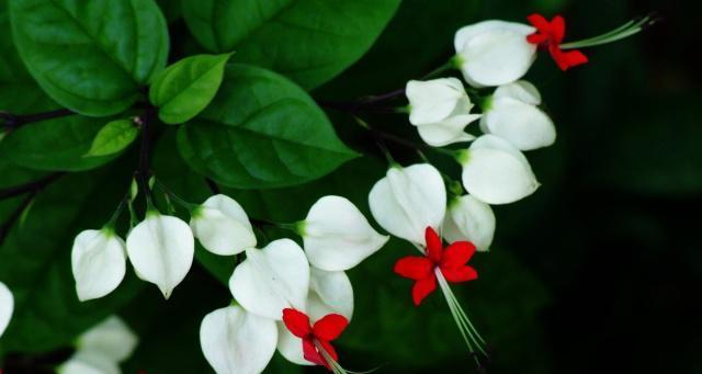 花卉中象征幸运的八种花（探究各地常见的幸运花语和意义）