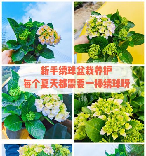 绣球花养护指南（学习养殖技巧，让你家的绣球花更美更健康）