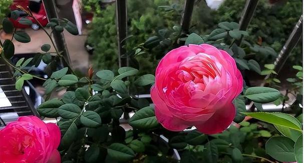 月季花的冬季养护方法（怕冷的月季花该如何安置？）