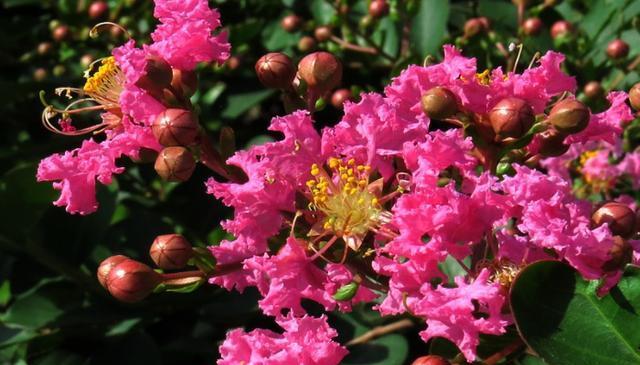 美丽花海，探寻常见花种类的奥秘（了解这些花种类，让你对花卉更加热爱）