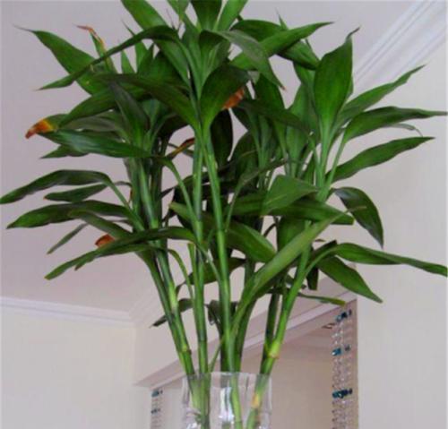 富贵竹黄叶子怎么补救？（教你轻松解决富贵竹黄叶子问题）