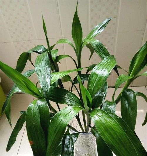富贵竹黄叶子怎么补救？（教你轻松解决富贵竹黄叶子问题）