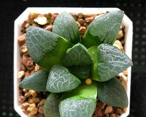 多肉植物之最受欢迎排名（探寻多肉植物界的佼佼者，你知道几个？）
