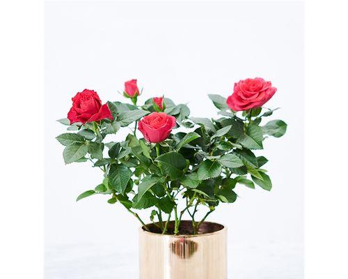 如何养护新买的盆栽玫瑰花（养护技巧详解，让您的玫瑰花开得更美）