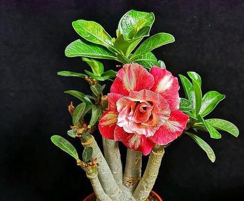 如何养护新买的盆栽玫瑰花（养护技巧详解，让您的玫瑰花开得更美）