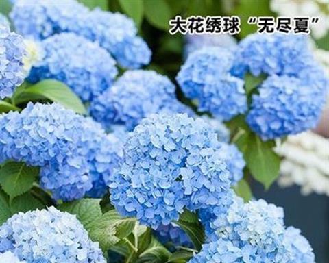 如何成功栽培洋绣球花（全面掌握洋绣球花的栽培方法，从花苗选购到开花全过程）