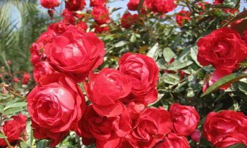 赏花必备！探寻地被月季的多彩品种（欣赏多样风情，解析地被月季的魅力）