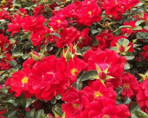 赏花必备！探寻地被月季的多彩品种（欣赏多样风情，解析地被月季的魅力）