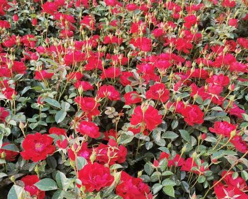 赏花必备！探寻地被月季的多彩品种（欣赏多样风情，解析地被月季的魅力）