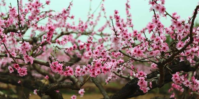 桃花盛开时节（春风送暖，花开满园）