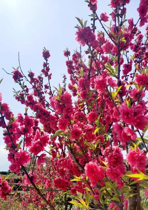 桃花盛开时节（春风送暖，花开满园）