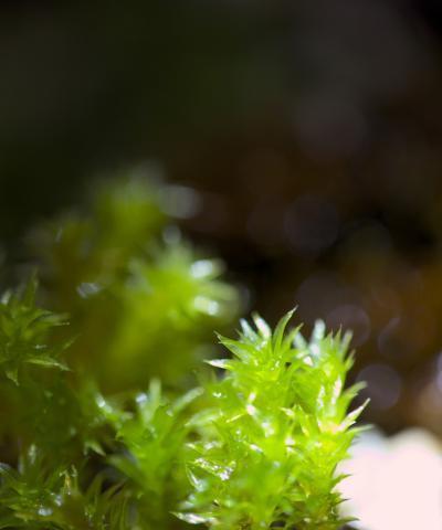 揭开神秘的荧光植物（陆地上的发光植物是怎样照亮黑夜的？）