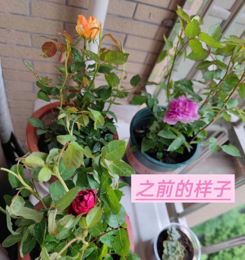 如何成功养殖月季花？（图解月季花的养殖方法，让您的花园绽放美丽。）