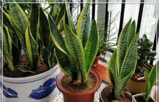 百岁兰的种植与养护（让你的百岁兰健康茁壮成长）