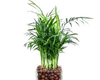如何养殖健康的袖珍椰子树（学习袖珍椰子树养殖技巧，让您的家庭更加美丽）