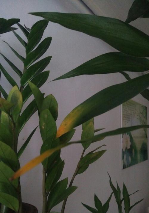 如何拯救发黄的富贵竹杆?(急救措施及维护要点,让富贵竹恢复健康。) 如何拯救发黄的富贵竹杆?(急救措施及维护要点,让富贵竹恢复健康。)