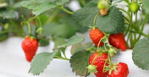 草莓种植的时间和方法（春季草莓种植全攻略）