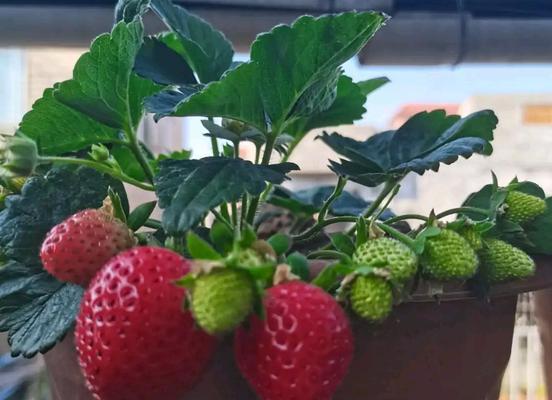 草莓种植的时间和方法（春季草莓种植全攻略）